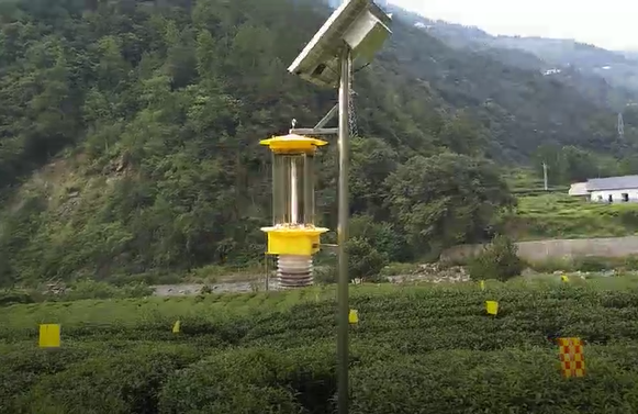 云飛自清蟲殺蟲燈在五峰茶園出口歐盟茶園